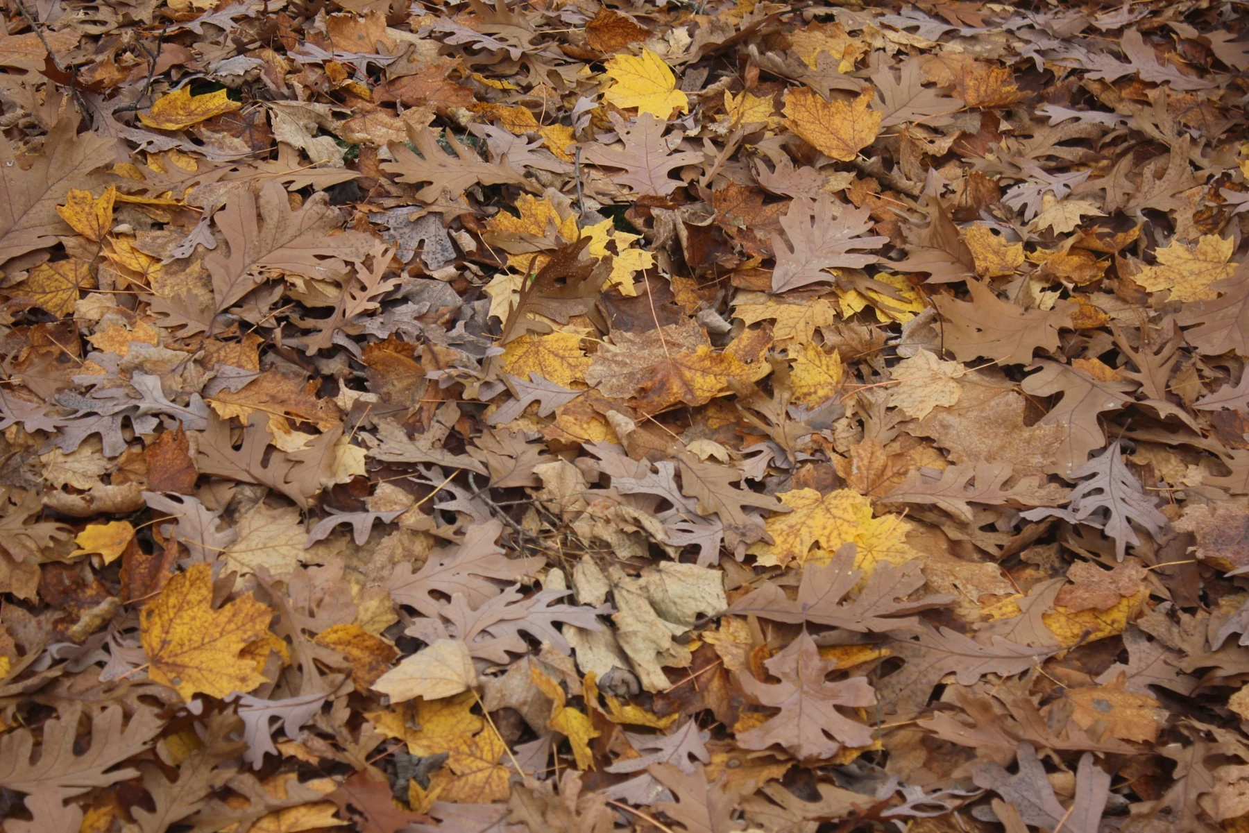 Fallen leaves covering a forest floor.